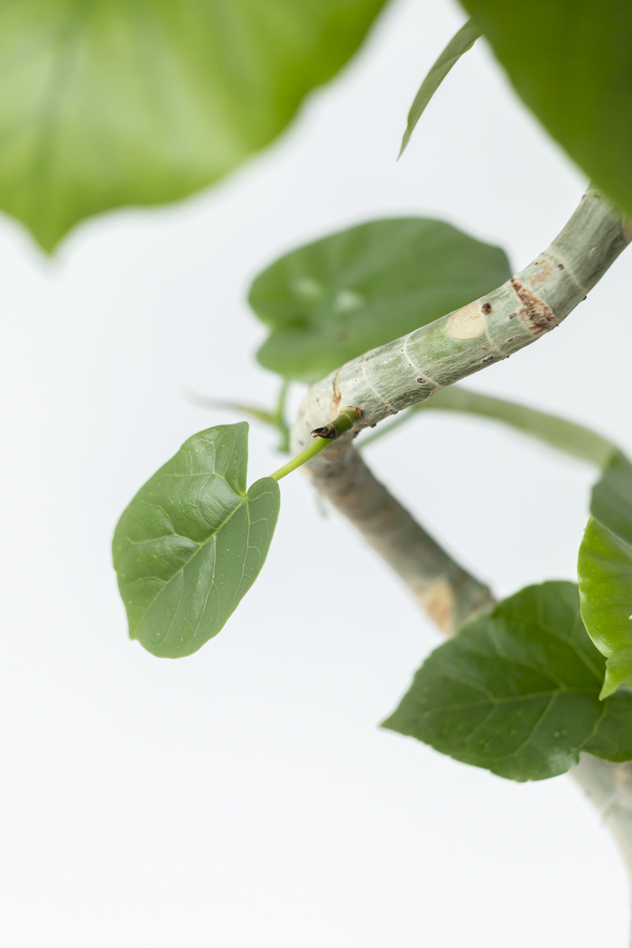 観葉植物 フィカス ウンベラータ曲がり（6号鉢）の写真8枚目