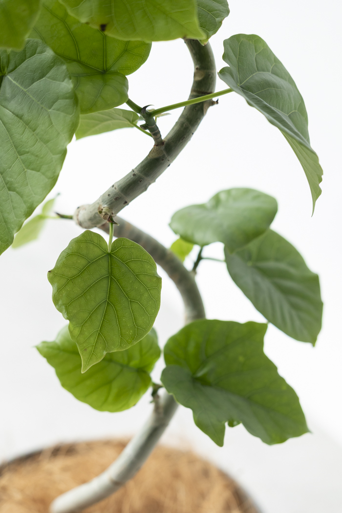 観葉植物 フィカス ウンベラータ曲がり（6号鉢）の写真9枚目