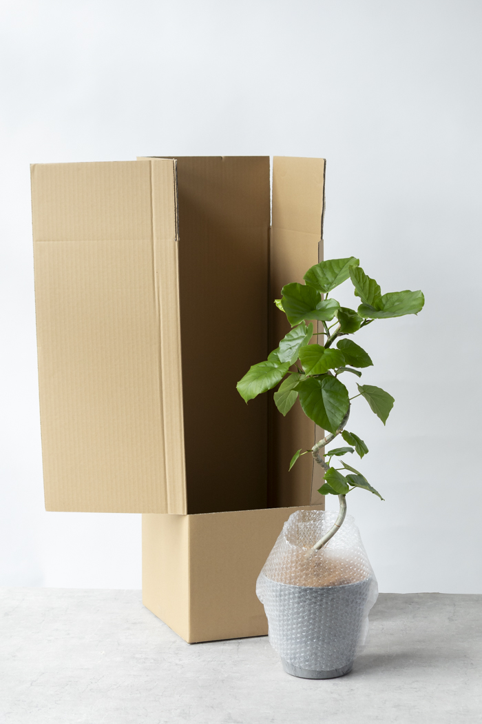 観葉植物 フィカス ウンベラータ曲がり（6号鉢）の写真10枚目