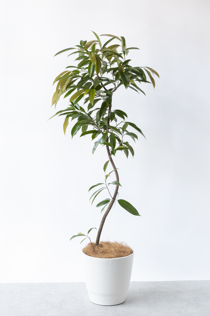 観葉植物 フィカス アムステルダムキング 曲がり(10号鉢)