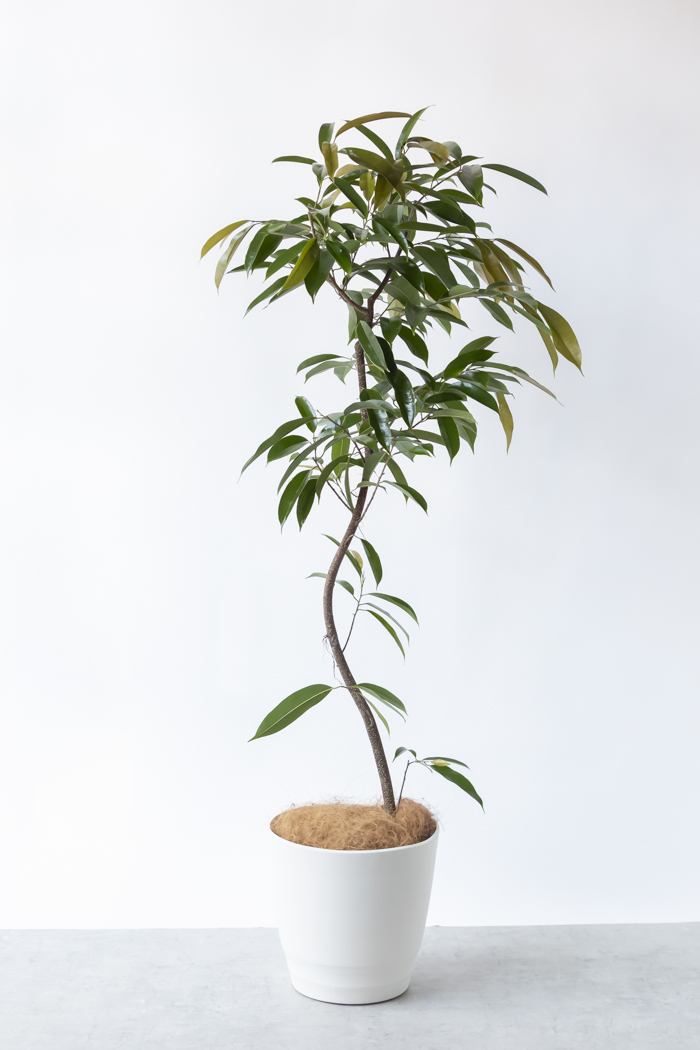 観葉植物 フィカス アムステルダムキング 曲がり（10号鉢）の写真3枚目