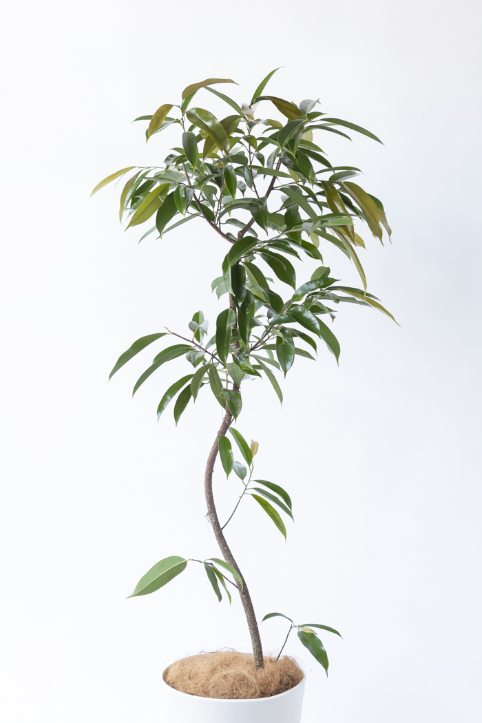 観葉植物 フィカス アムステルダムキング 曲がり（10号鉢）の写真4枚目