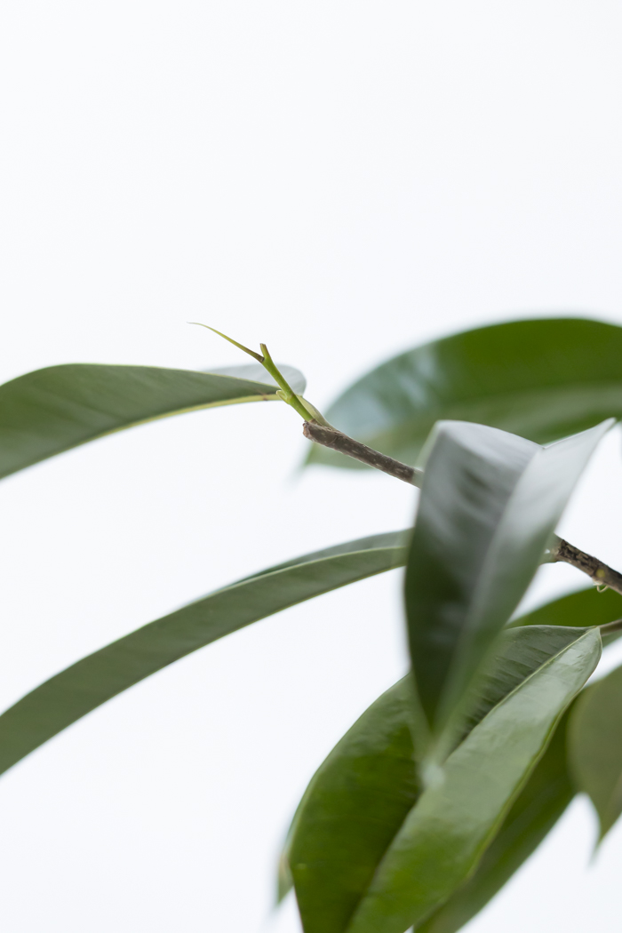 観葉植物 フィカス アムステルダムキング 曲がり（10号鉢）の写真5枚目