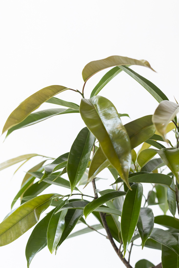 観葉植物 フィカス アムステルダムキング 曲がり（10号鉢）の写真6枚目