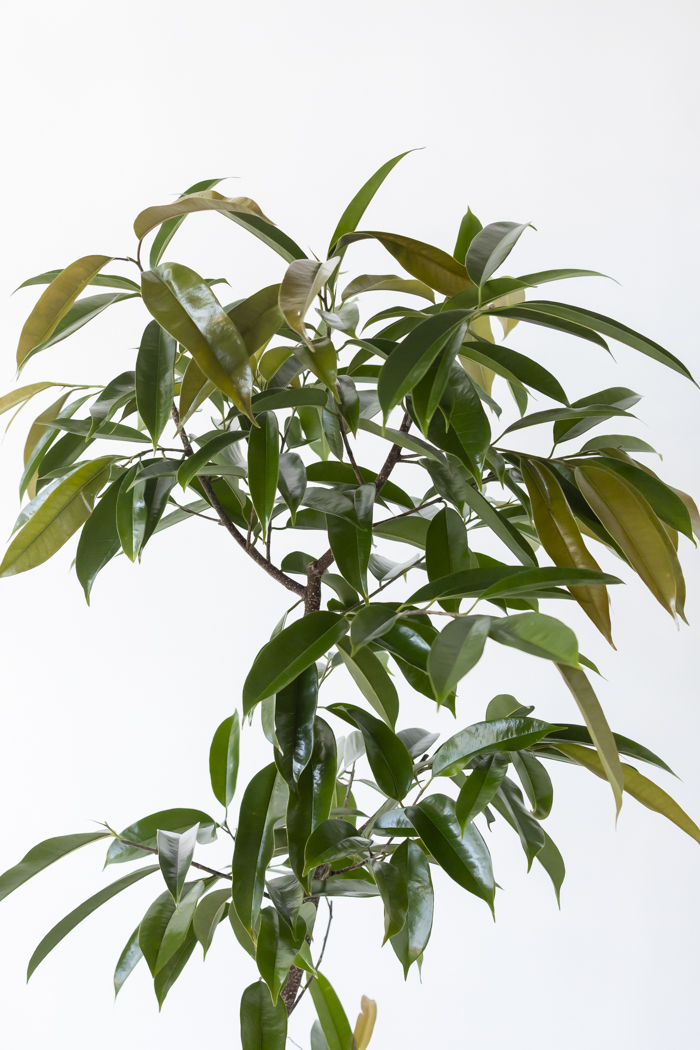 観葉植物 フィカス アムステルダムキング 曲がり（10号鉢）の写真7枚目