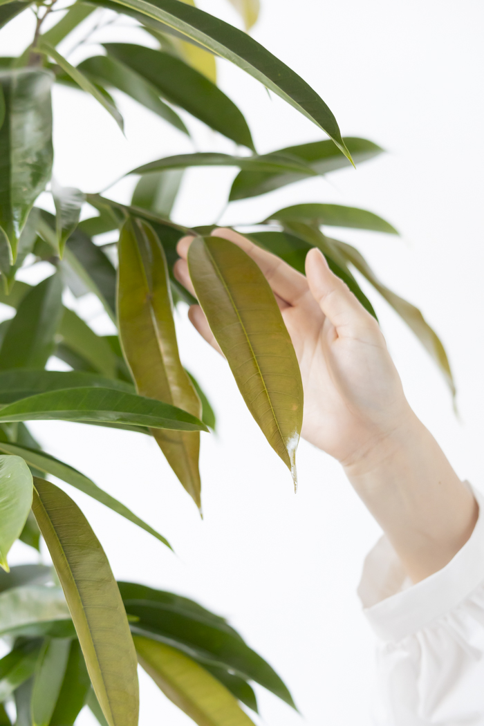 観葉植物 フィカス アムステルダムキング 曲がり（10号鉢）の写真8枚目