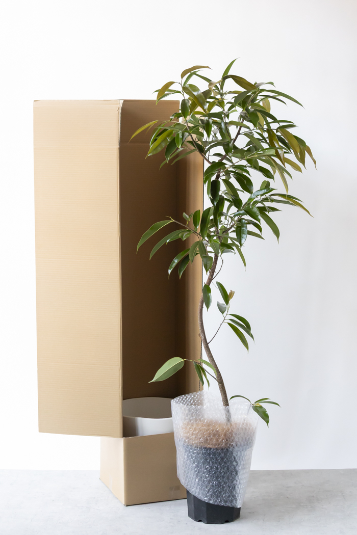 観葉植物 フィカス アムステルダムキング 曲がり（10号鉢）の写真10枚目