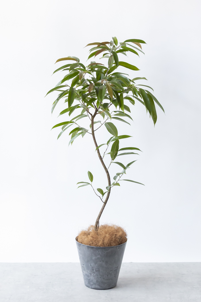 観葉植物 フィカス アムステルダムキング 曲がり（8号鉢）