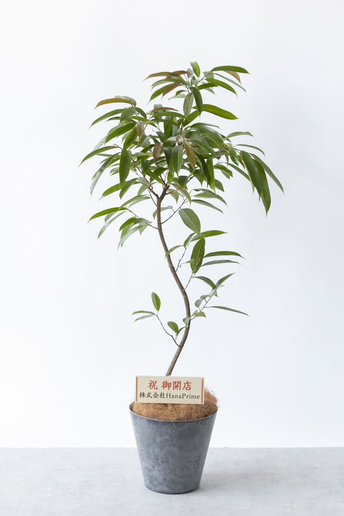観葉植物 フィカス アムステルダムキング 曲がり（8号鉢）の写真2枚目