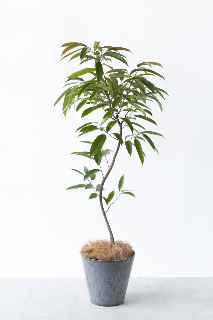 観葉植物 フィカス アムステルダムキング 曲がり（8号鉢）の写真3枚目