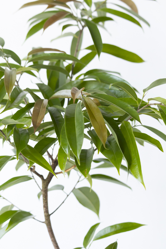 観葉植物 フィカス アムステルダムキング 曲がり（8号鉢）の写真4枚目