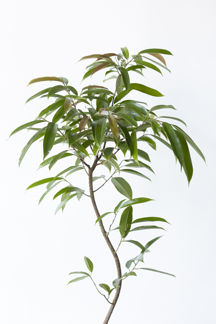 観葉植物 フィカス アムステルダムキング 曲がり（8号鉢）の写真5枚目