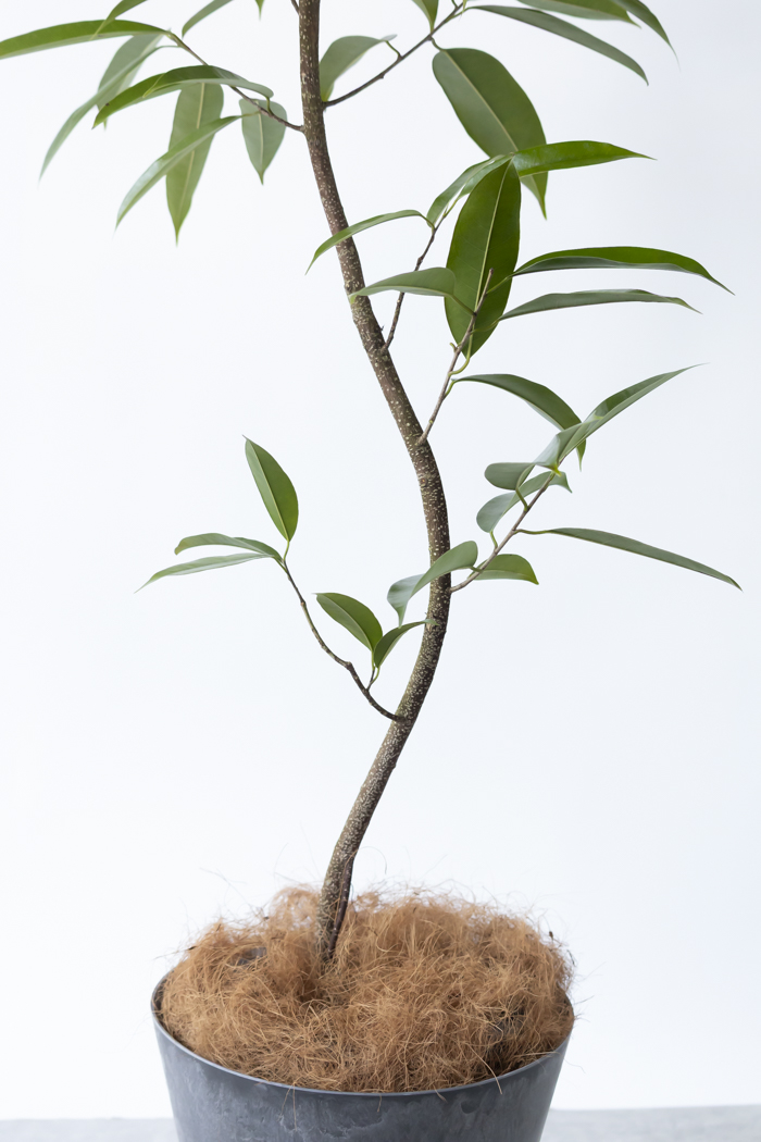 観葉植物 フィカス アムステルダムキング 曲がり（8号鉢）の写真6枚目