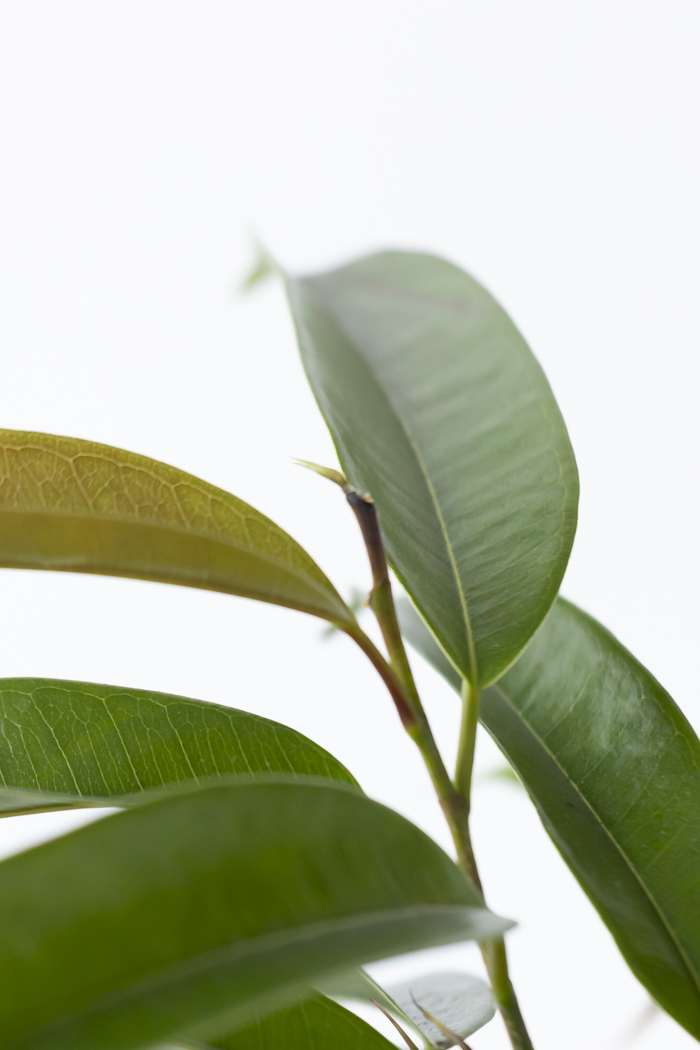 観葉植物 フィカス アムステルダムキング 曲がり（8号鉢）の写真7枚目