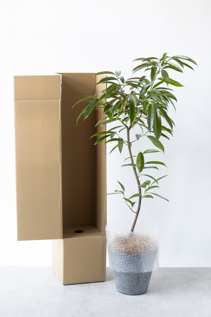 観葉植物 フィカス アムステルダムキング 曲がり（8号鉢）の写真10枚目