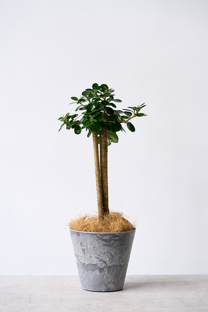 観葉植物 パンダガジュマル（6号鉢）