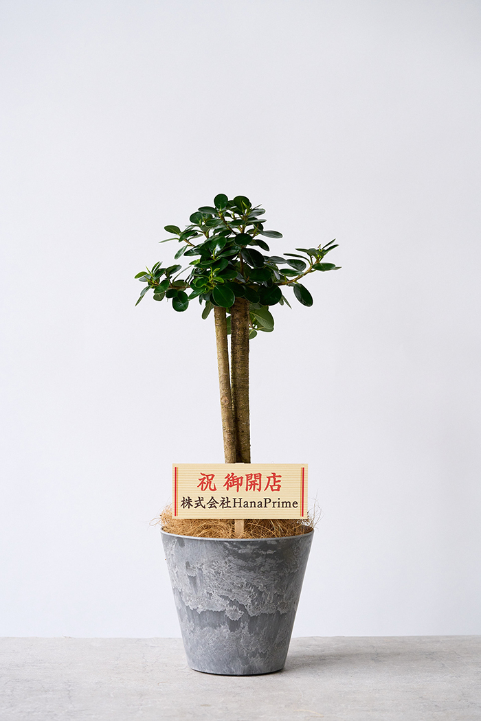 観葉植物 パンダガジュマル（6号鉢）