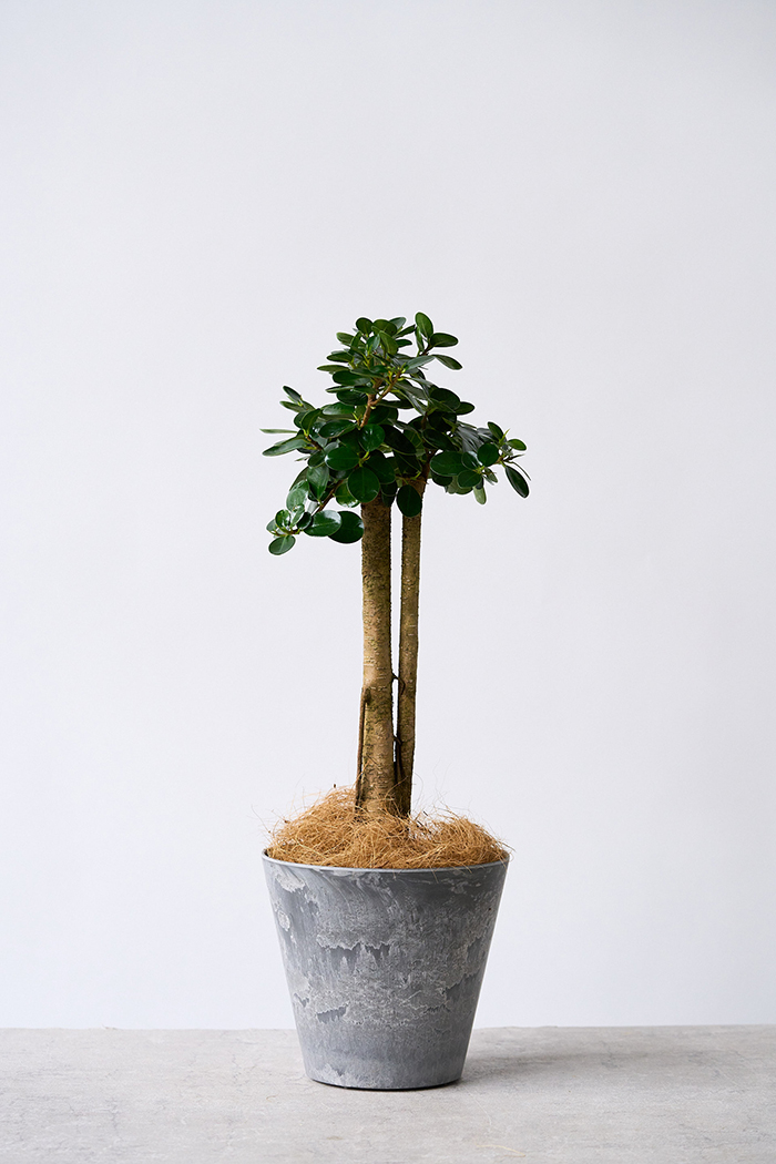 観葉植物 パンダガジュマル（6号鉢）の写真3枚目