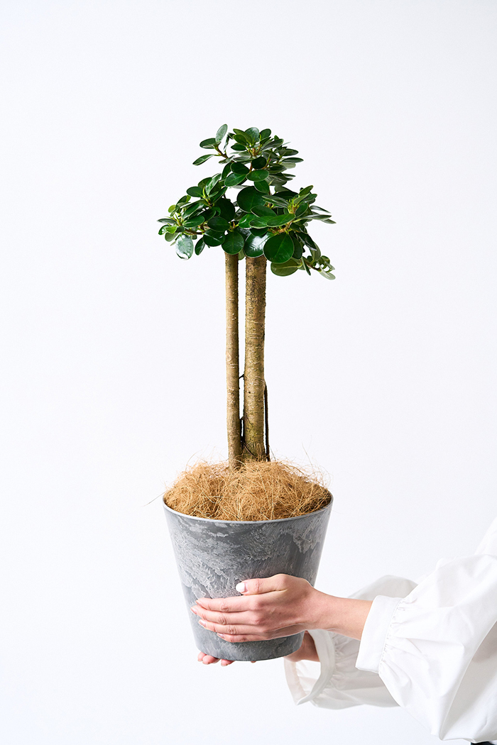 観葉植物 パンダガジュマル（6号鉢）の写真4枚目