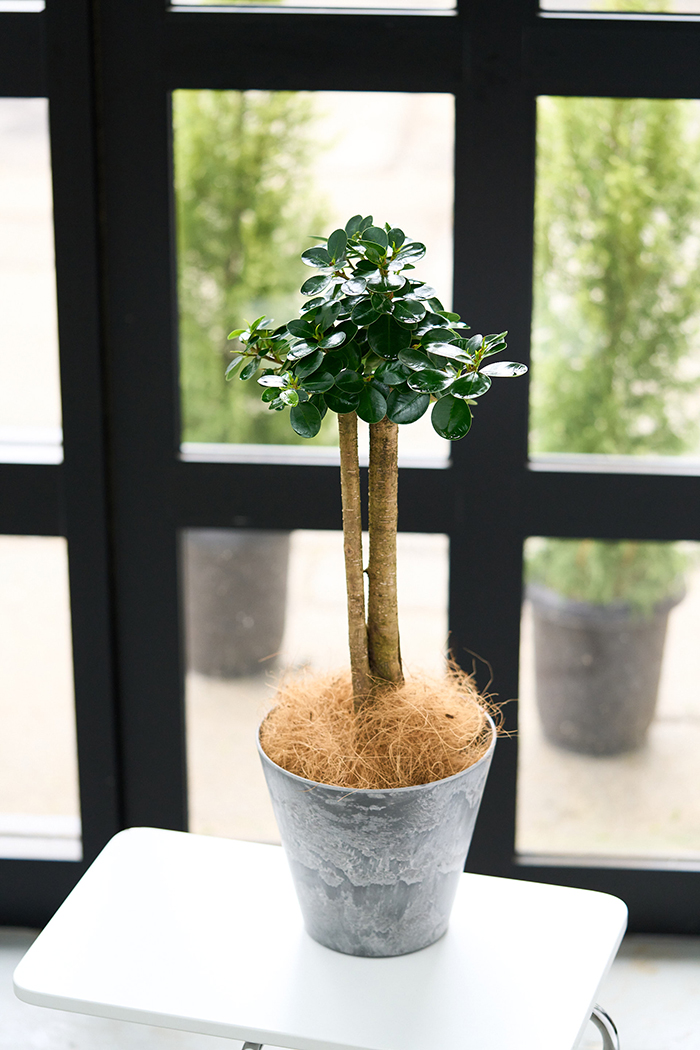 観葉植物 パンダガジュマル（6号鉢）の写真5枚目