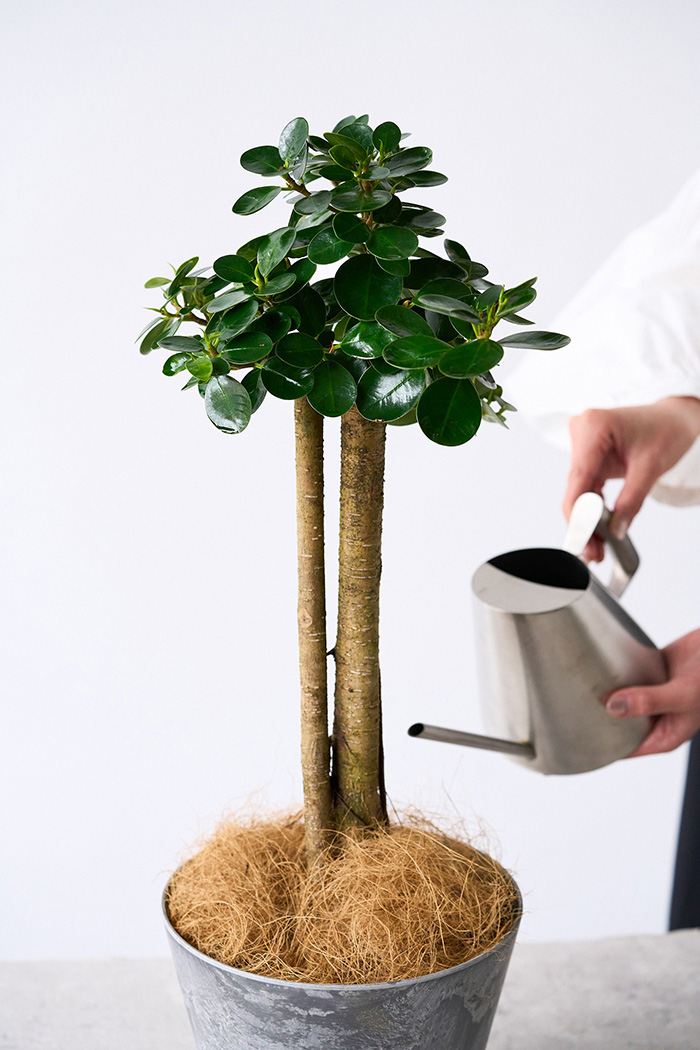 観葉植物 パンダガジュマル（6号鉢）の写真6枚目