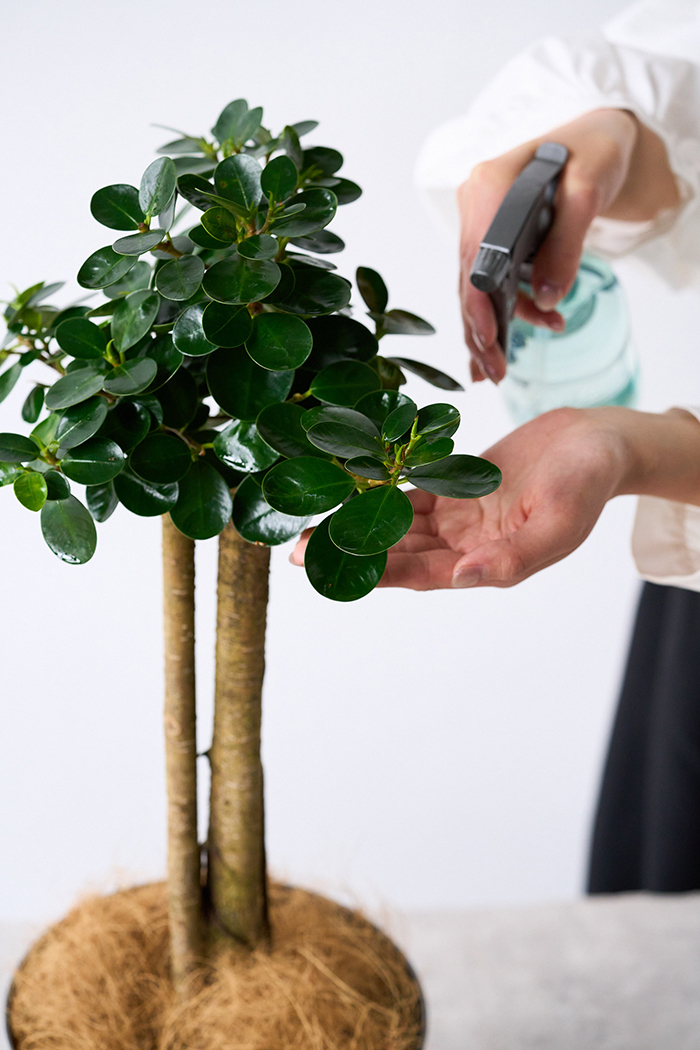 観葉植物 パンダガジュマル（6号鉢）の写真7枚目