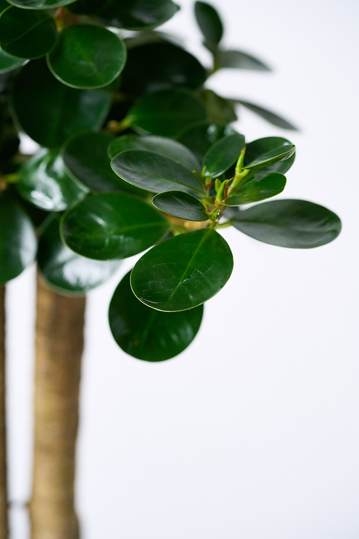 観葉植物 パンダガジュマル（6号鉢）の写真8枚目