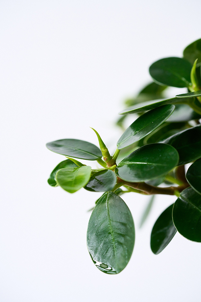 観葉植物 パンダガジュマル（6号鉢）の写真9枚目