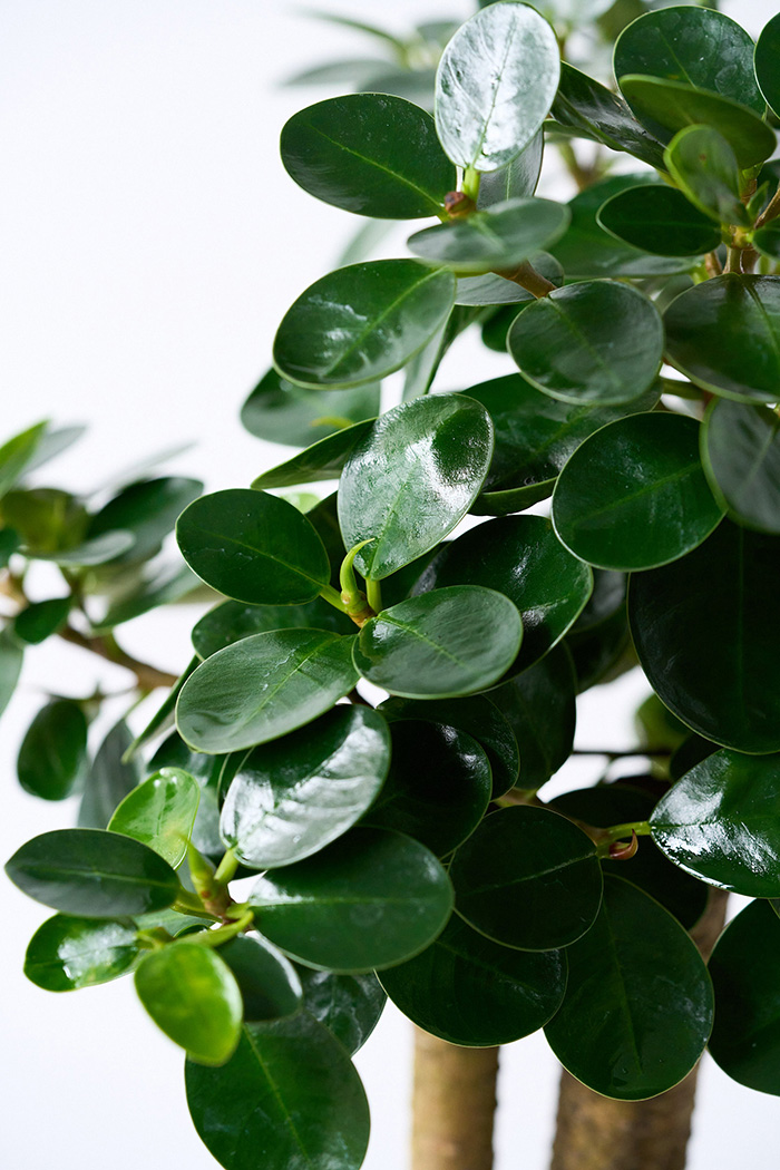 観葉植物 パンダガジュマル（6号鉢）の写真10枚目