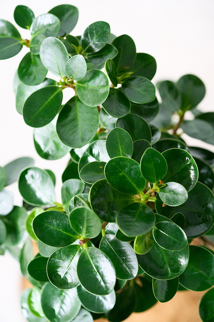 観葉植物 パンダガジュマル（6号鉢）の写真11枚目