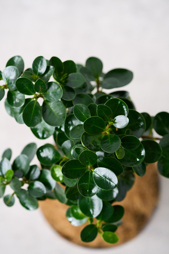 観葉植物 パンダガジュマル（6号鉢）の写真12枚目