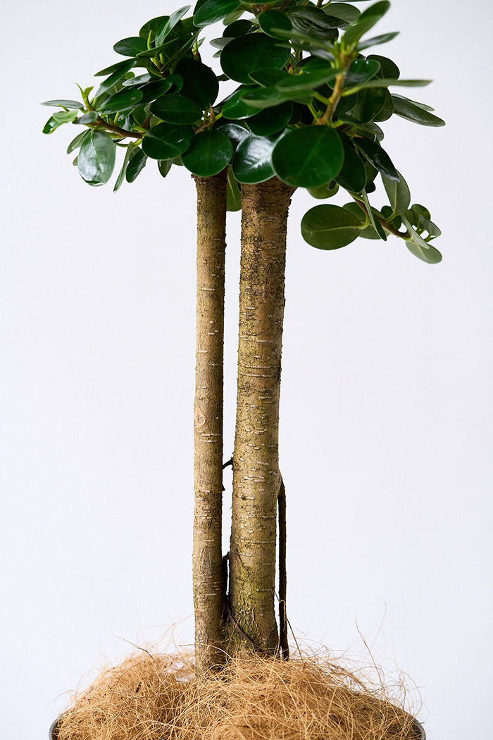 観葉植物 パンダガジュマル（6号鉢）の写真13枚目