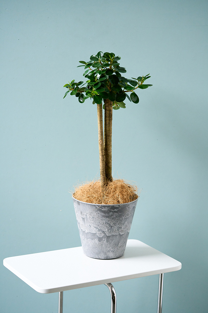 観葉植物 パンダガジュマル（6号鉢）の写真14枚目