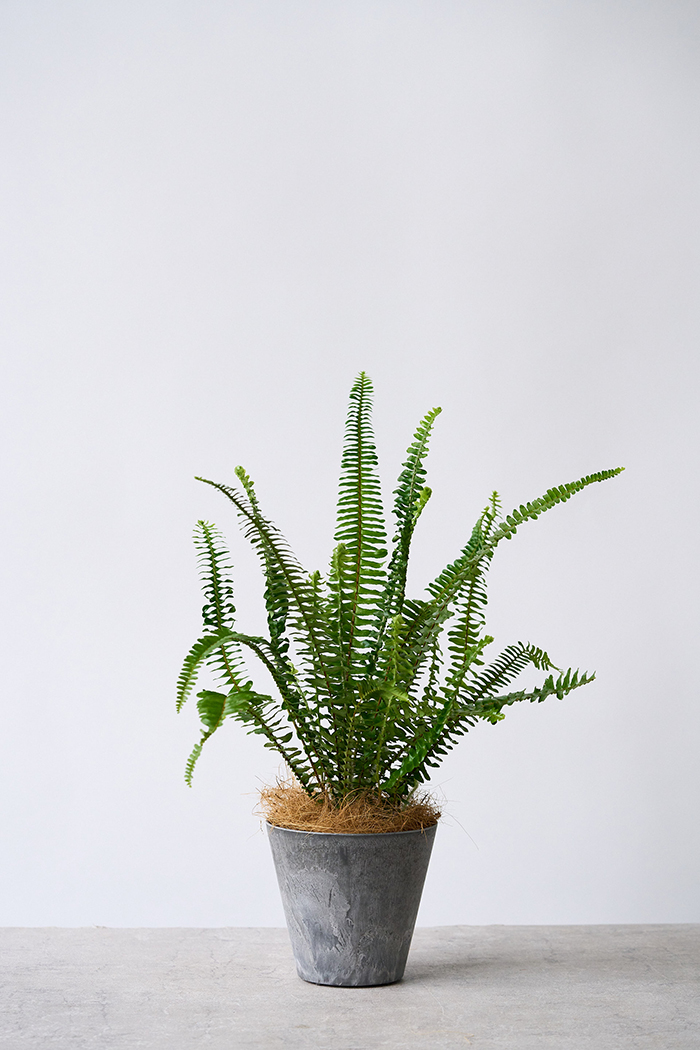 観葉植物 タマシダ（4号鉢）の写真1枚目