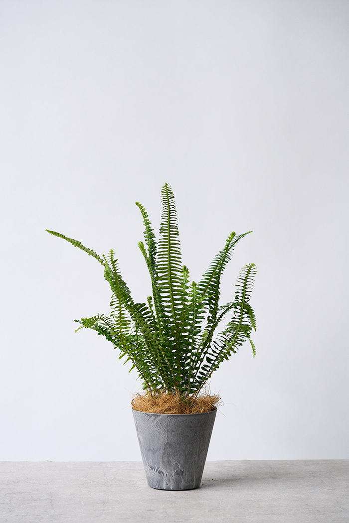 観葉植物 タマシダ(4号鉢)