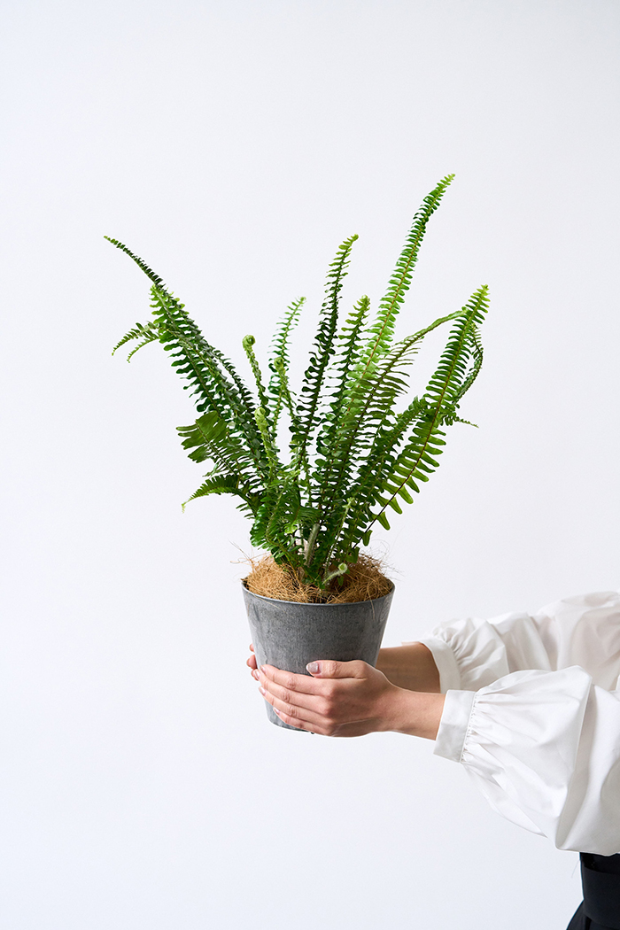 観葉植物 タマシダ（4号鉢）の写真3枚目