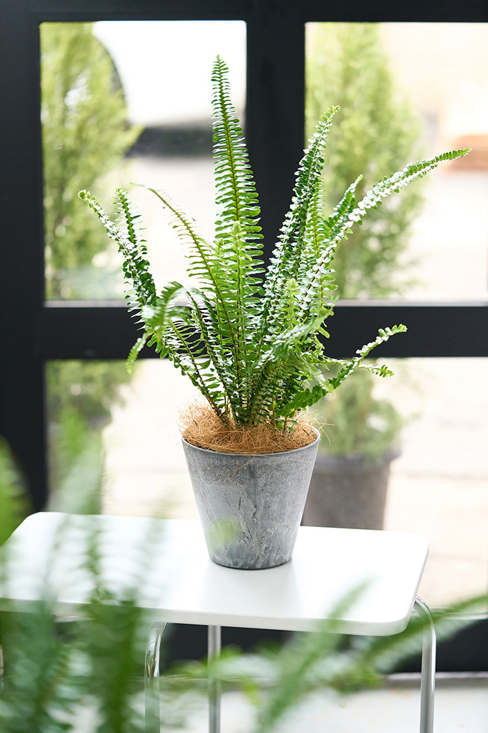 観葉植物 タマシダ（4号鉢）の写真4枚目