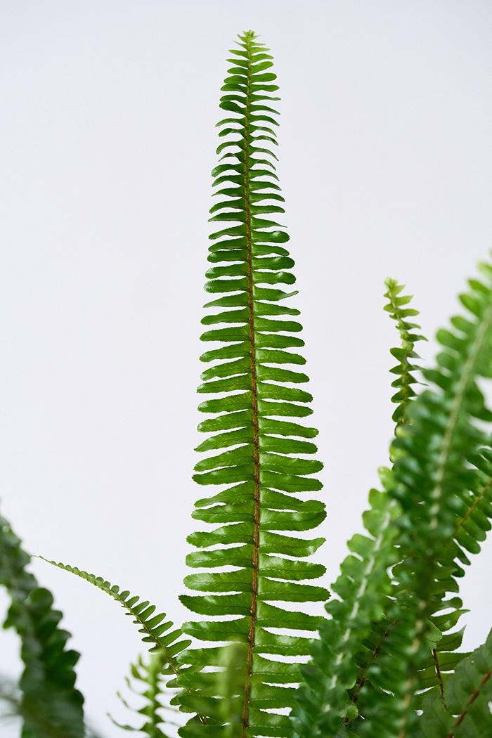 観葉植物 タマシダ（4号鉢）の写真5枚目