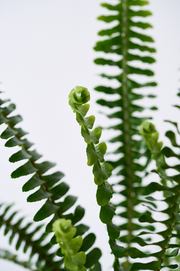 観葉植物 タマシダ（4号鉢）の写真6枚目