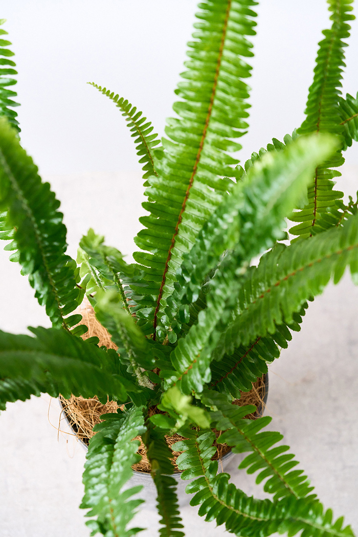 観葉植物 タマシダ（4号鉢）の写真7枚目