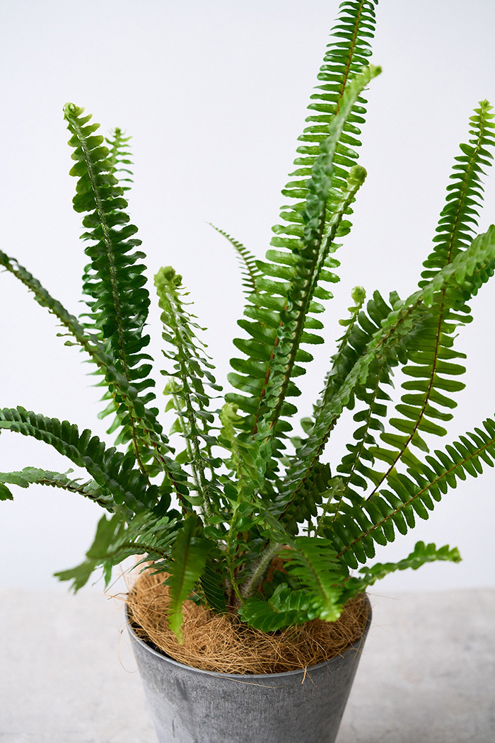 観葉植物 タマシダ（4号鉢）の写真8枚目