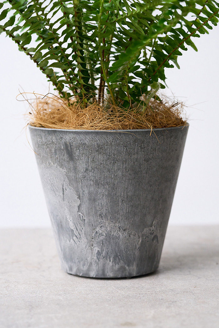 観葉植物 タマシダ（4号鉢）の写真9枚目