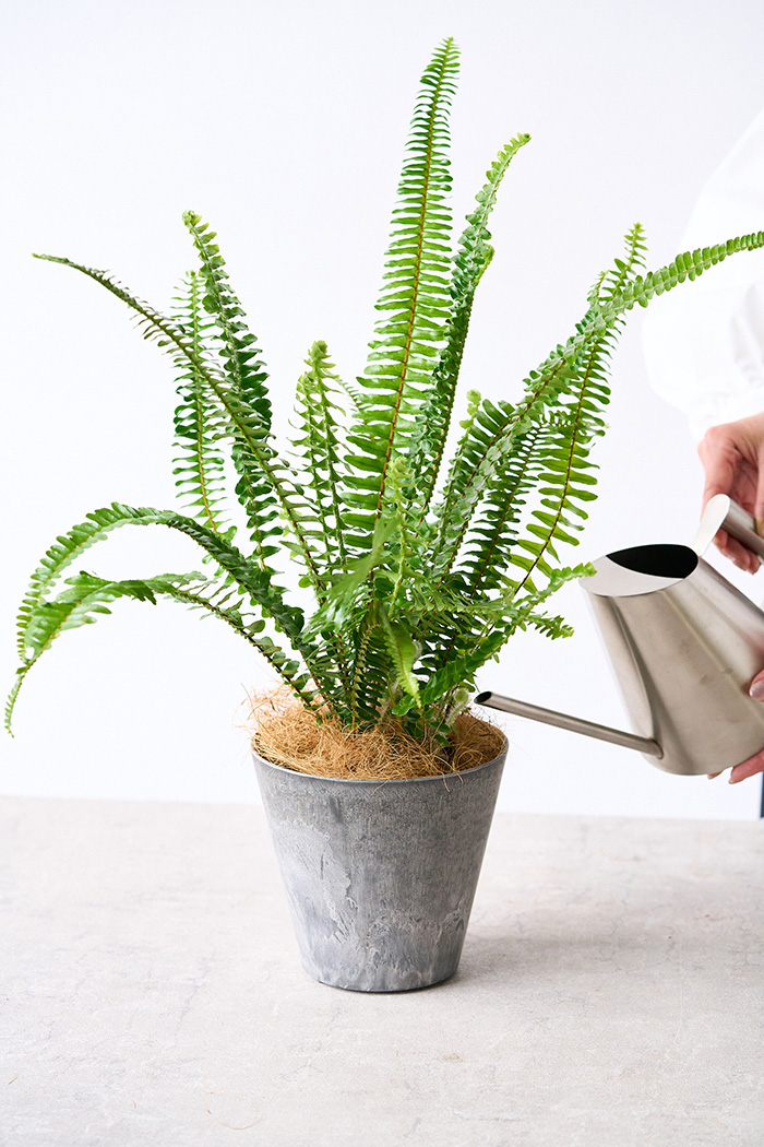 観葉植物 タマシダ（4号鉢）の写真10枚目