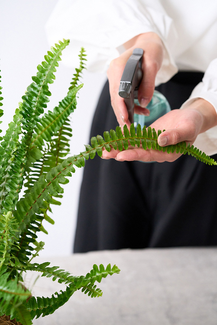 観葉植物 タマシダ（4号鉢）の写真11枚目
