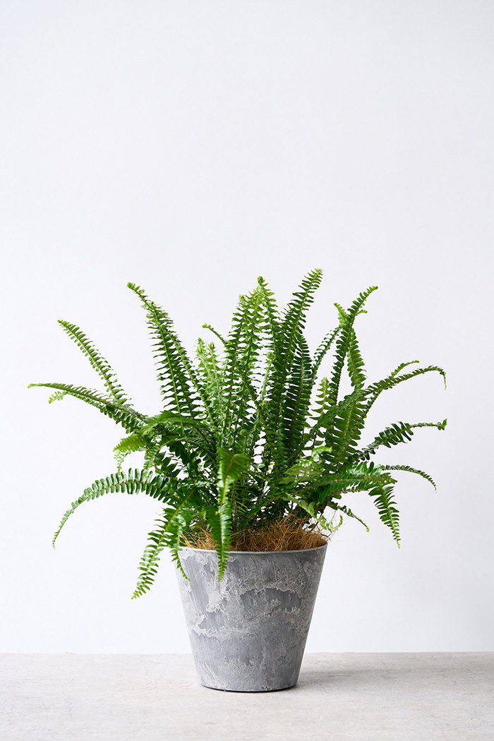 タマシダ　3苗 契約農家直送商品】 シダ タマシダ 3.5号ポット苗 【3株販売】 観葉