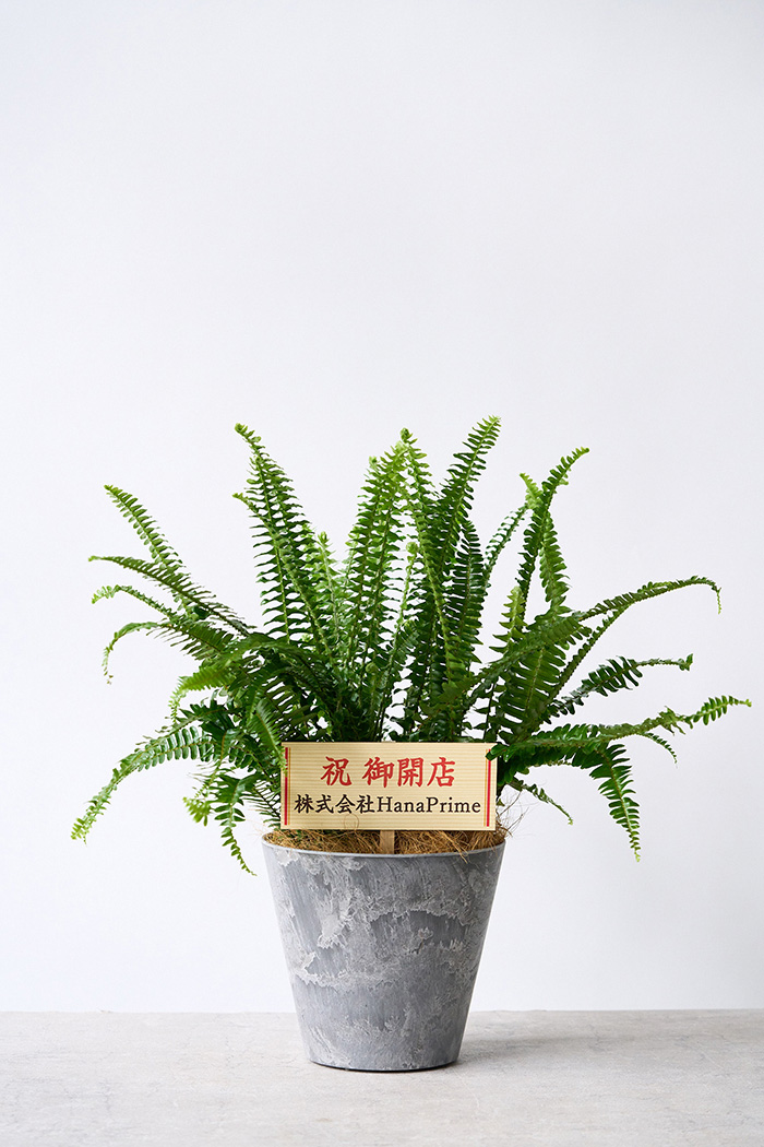 観葉植物 タマシダ（6号鉢）