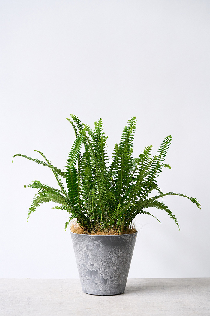 観葉植物 タマシダ（6号鉢）の写真3枚目