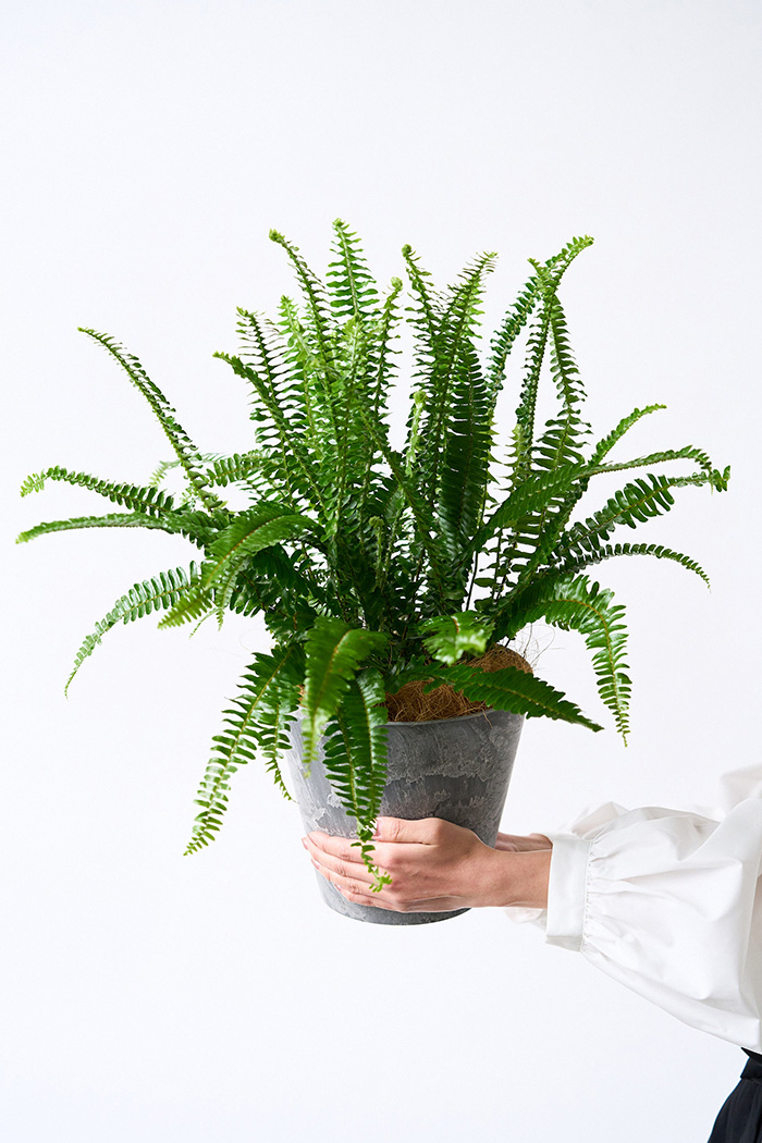 観葉植物 タマシダ（6号鉢）の写真4枚目