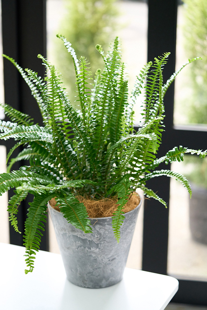 観葉植物 タマシダ（6号鉢）の写真5枚目