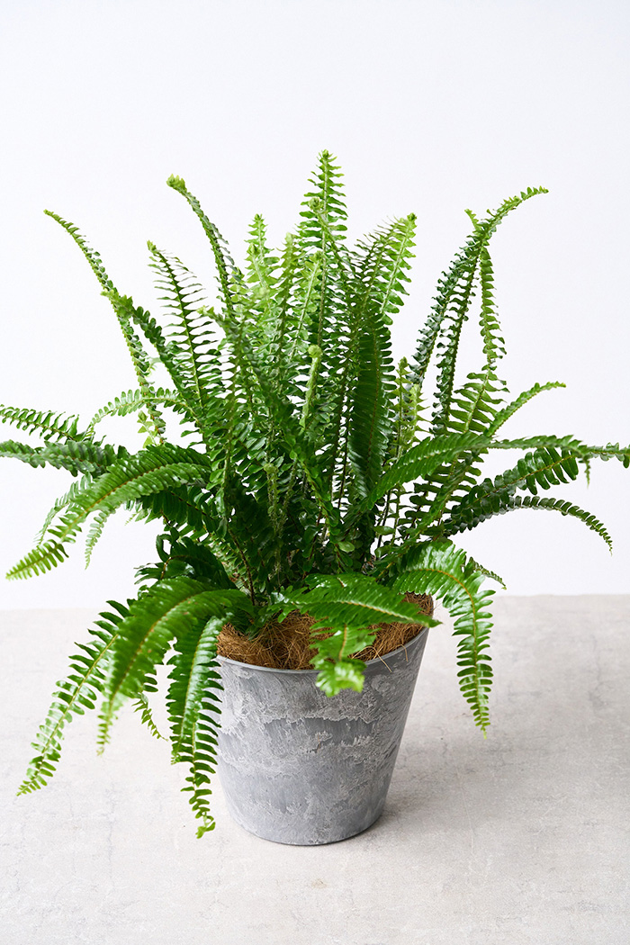 観葉植物 タマシダ（6号鉢）の写真6枚目